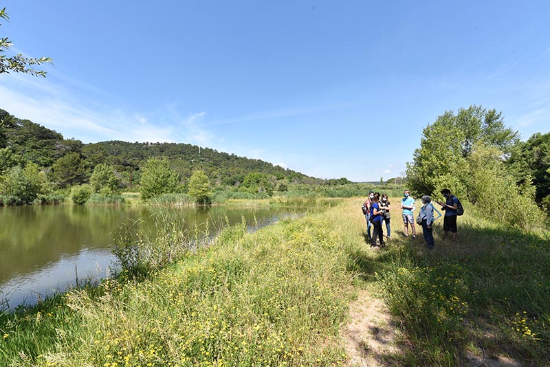 Visite guidée : la biodiversité de étangs de Sauvebonne